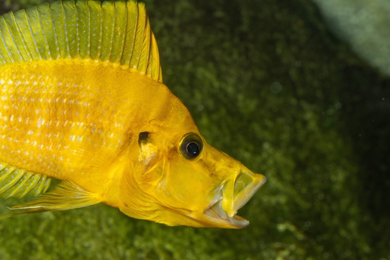 Altolamprologus compressiceps 'Rubumba'